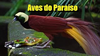 Série AvesdoParaíso 1 Birds of Paradise [upl. by Chrysa]