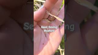 Seed Saving Series Mustard seedsaving seedpreservation Mustard Mustard Seed [upl. by Ellenod453]