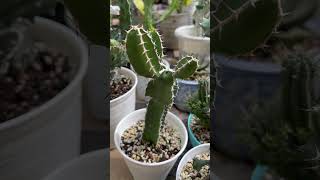 Euphorbiadi’biar2’in jadi suburdisayang2 malahan busuk😌 euphorbia cactus cactusmania [upl. by Dean]