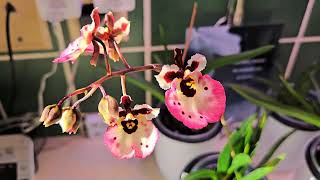 Tolumnia Blooms and Tips  New Phals Indoor Orchid Tour Nov 2024 orchid plants [upl. by Leduar]