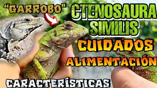 Garrobo CTENOSAURA SIMILIS CUIDADOS Y ALIMENTACIÓN [upl. by Athiste]