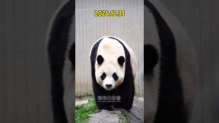 1031公主殿下你是想減肥嗎😂一直邁著模特步溜達panda 大熊貓 大熊猫 大熊猫福宝 푸바오 [upl. by Adyan]