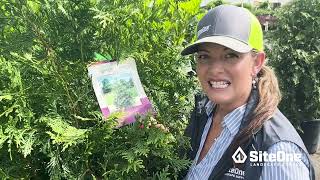 SiteOne Field Guide Deer Resistant Shrubs [upl. by Rammaj]