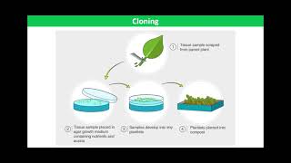 Micropropagation [upl. by Mayce]