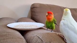 In memory of cutest lovebird Mango 🥭🐦 cute lovebirds birdsounds mango cockatiel rio [upl. by Tomkiel842]