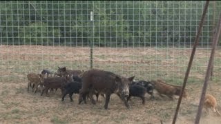 A Hunting Show Part 17 South Texas Hog Trapping [upl. by Esac]