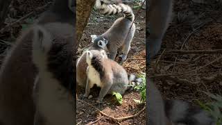 Ring Tailed Lemur pet cute pets [upl. by Eneliak158]