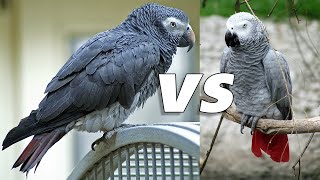 Congo african grey vs Timneh african grey [upl. by Brita]