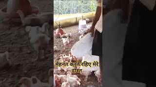 Chahe kismat kitni kayo buri Na Ho mehnat karte raho 🐔🐓👍👍 [upl. by Brandenburg]