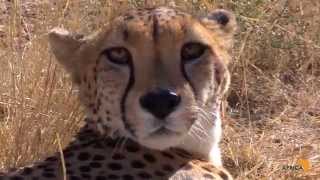 Are Cheetahs More Like a Domestic Cat or Dog The Answer May Surprise You [upl. by Stenger]