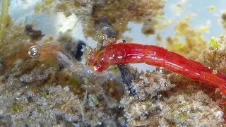 Midge Larva feeding on another Midge larva Chironomidae  Bloodworms [upl. by Douglass196]