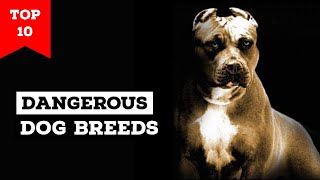 Top 10 Most Dangerous Dog Breeds in the World [upl. by Letnahs]