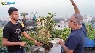 What does bonsai mean to be small  বনসাই মানেই কি ছোট হবে।।মহুয়া বনসাইMahua Madhuca longifolia [upl. by Ymmat]