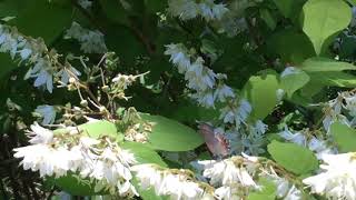 ベニモンカラスシジミ Satyrium iyonis 長野県南信濃 20170528 butterfly of Japan [upl. by Coffin895]