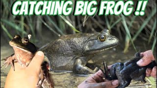 Knyaw Poe Catching BIG Bull FROG 🐸 And I Eat It 😱 [upl. by Valoniah]