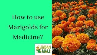 How to use Marigolds for Medicine [upl. by Sunny]