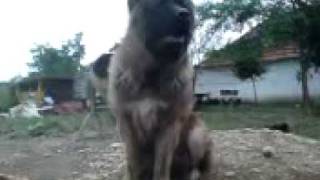 Kennel quotIz Bolshoi Kavkazquot caucasian dog [upl. by Ecirbaf]