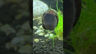 Snail in Fish Tank [upl. by Trask802]