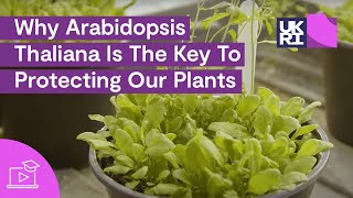 Why Arabidopsis Thaliana Is The Key To Protecting Our Plants  Thale Cress Explained [upl. by Anirt418]