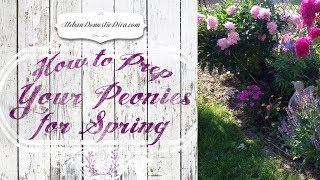 How To Prep Your Peonies For Spring [upl. by Yevi402]