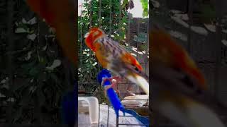 تغريدكناري هائج Canary singing  Chant des Canaries تغريدالكناري Canary [upl. by Findlay544]