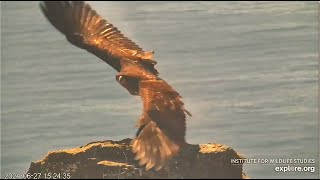 West End Eagles  The Magnificent Trio 🐥🐥🐥 Koa Treasure amp Sterling Flying amp Soaring The Skies 7124 [upl. by Sorvats]