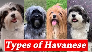 Different Markings And Types of Havanese Dogs  Types of Havanese Colors [upl. by Atel]