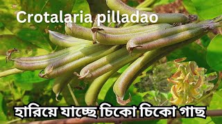 হারিয়ে যাচ্ছে চিকো চিকো গাছ ঝুনঝুনি গাছ Giant striata  Crotalaria pallida  Gergellim bravo [upl. by Mighell]