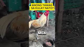 ANONG TAWAG SA KULAY NATO chicken [upl. by Malda]