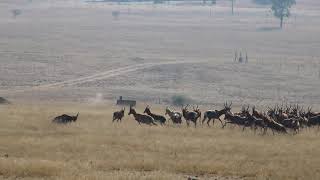 Hunting Blesbuck in South Africa 7 x Killshots in a row [upl. by Emiline]