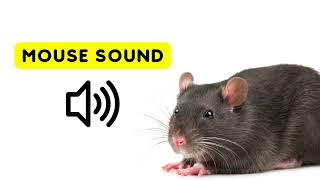 Mouse Sounds for Cats  Mice Squeaking Sound Effect [upl. by Kosak]