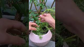 Decoration portulaca flower in pot shortvideo gardening portulaca portulacaflower bonsai diy [upl. by Lachlan47]