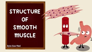 Structure of Smooth Muscle  Types of Smooth Muscle  Muscle Physiology  Myology [upl. by Gaskins714]