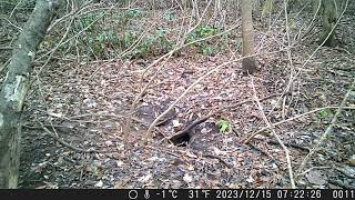 Japanese Monkey Crosses the Overwintering Sett of Japanese Badger in Early Winter [upl. by Amalita880]