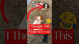 My Dog Was Wondering When It Would End dog youtubeshorts [upl. by Yukio]