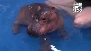 Baby Hippo Fiona  Episode 3 Bigger amp Better  Cincinnati Zoo [upl. by Gladdy]