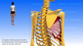 Articulación escapulo torácica [upl. by Gadmann601]