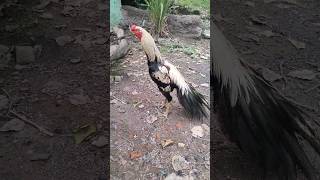 coins head murga 🐓 🐓 Pure parrot beak aseel [upl. by Nohsyar]