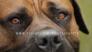 BOERBOEL A MASTIFF DOG BRED TO DO BATTLE WITH AFRICAN LIONS [upl. by Wilfred]