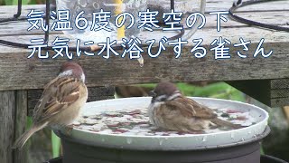 気温６度の寒空の下、元気に水浴びするスズメさん！※おまけ付き越冬給餌】 [upl. by Farrand299]