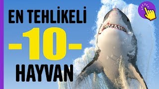 En tehlikeli 10 Hayvan  Hayvanlar Alemi  Aklında Olsun [upl. by Chanda428]