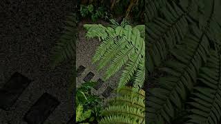 Tropical Garden Ideas from my backyard tropicalgarden houseplants gardening [upl. by Eenaej]