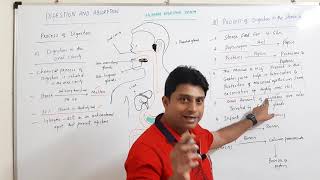 complete Process of Digestion  PART 1Digestion and absorption [upl. by Davy]