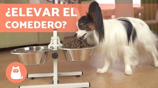 COMEDEROS ELEVADOS para PERROS 🐶✅ Todas las VENTAJAS [upl. by Lemej222]