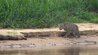 Jaguar Stalks and Kills Capybara [upl. by Ahsina]