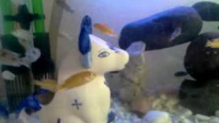 cichlid fight LCaeruleus yellow princess vs Metriaclima spLime Nkhomomp4 [upl. by Debby]