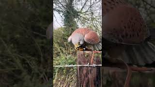 Beep beeps europeankestrel commonkestrel kestrel birdofprey falcon falconry falconer female [upl. by Demahom]