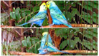 birds budgie budgie mating and The pleasant parrot sound 🔊🦜birds parrot [upl. by Eitsud]