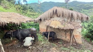 The way of life of farmers who live a wild and difficult but happy life by rearing domestic animals [upl. by Filip]