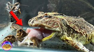 COCKROACHES are EVERYWHERE FROG eating  Pacman frog Satan【LIVE FEEDING】 [upl. by Sivie]